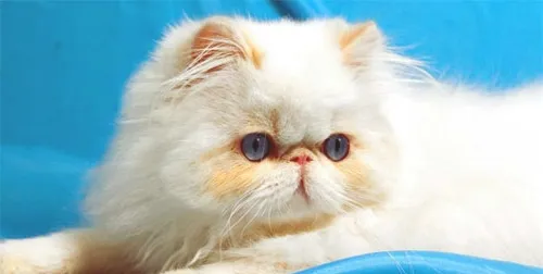 猫咪蠕形螨病简介