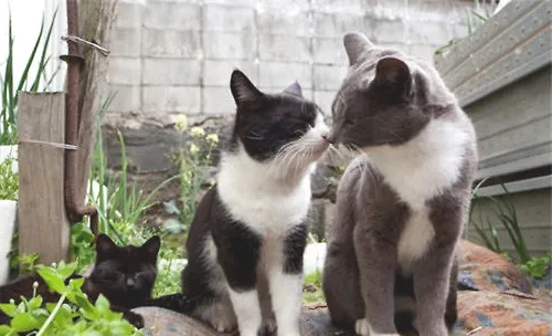 猫咪会用哪些方式确定领地？