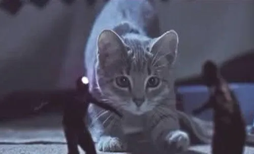  猫咪可以当间谍吗？