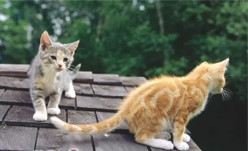 新旧宠物猫相处应注意四点