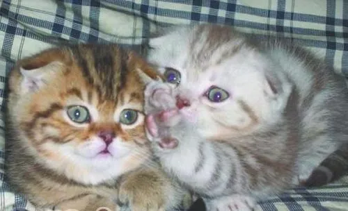 猫咪的断趾手术——它还是猫吗