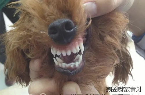 泰迪犬双排牙的危害