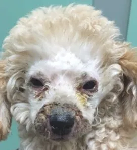 犬脓皮病的发病机理及诊治体会