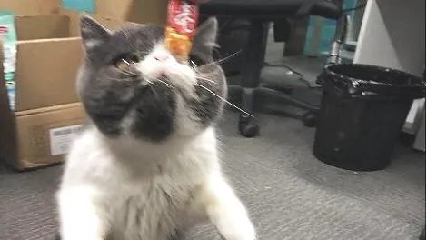 猫咪眼睛有脓性眼屎是什么问题？