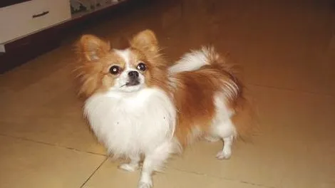 狗狗不听话怎么办？怎么样让狗狗服从指令？