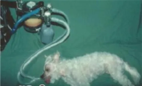 浅谈宠物呼吸麻醉