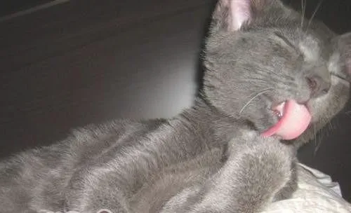 科拉特猫的形态特征