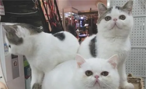 猫日射病的治疗方法