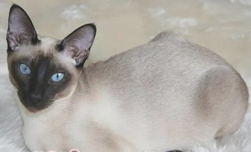 东奇尼猫的养护小技巧