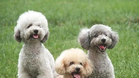 泰迪犬拉出果冻状便便是肠炎吗？
