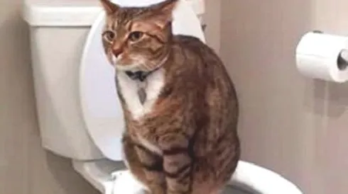 猫为什么拉屎特别臭