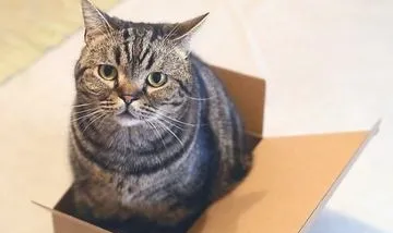 猫咪为什么喜欢被人抚摸