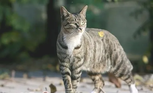 中国狸花猫多少钱