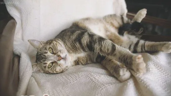 猫咪便秘该如何治疗