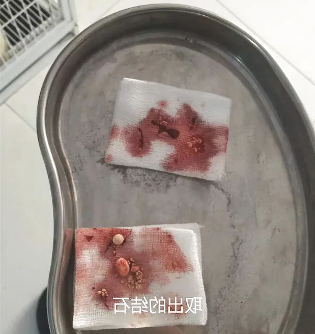 一例小鹿犬的膀胱结石