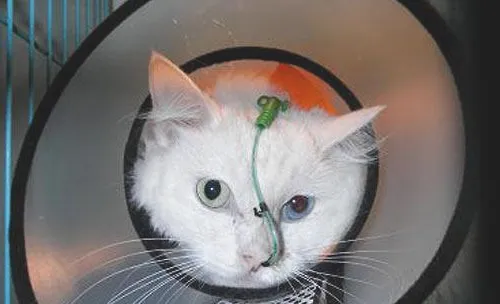 猫咪得肝病后的营养治疗