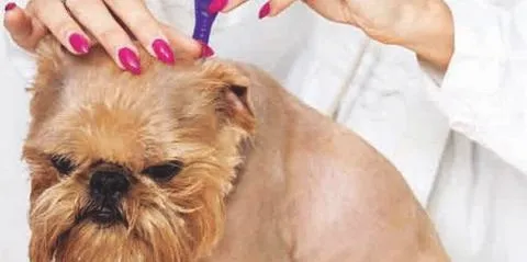 宠物主必知关于狗狗驱虫的问题