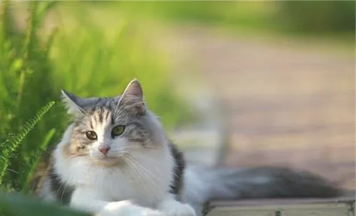 猫咪异物性肺炎的病因