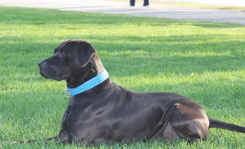 应激对警犬训练的影响