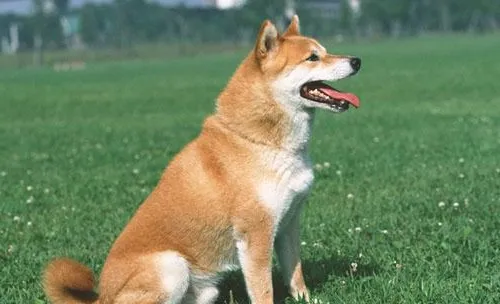 如何改善狗狗关节炎的影响