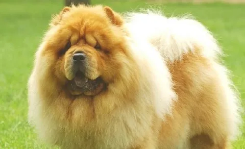 犬真菌性鼻炎的诊断方法