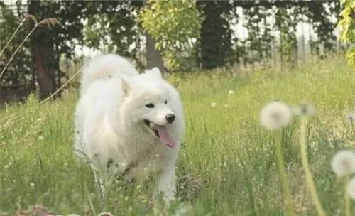 狂犬病重在预防