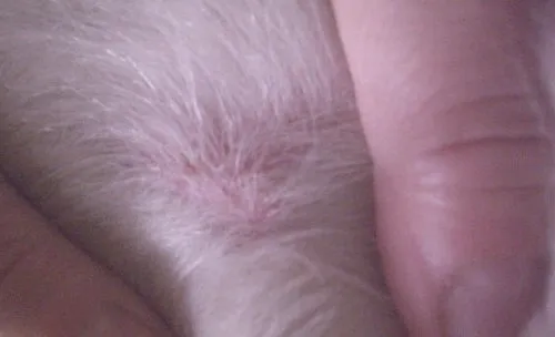 法国斗牛犬的常见问题