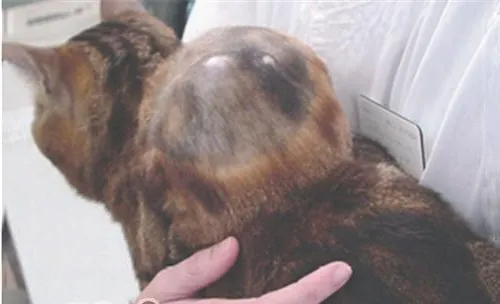 对于宠物免疫的新观念