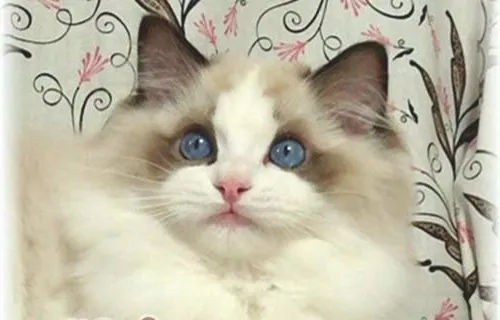 领养布偶猫应该做的准备