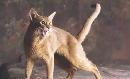 猫咪生气时的表现有哪些