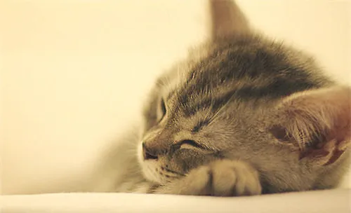 猫咪睡觉抽搐是怎么了？
