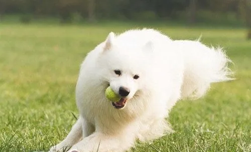 宠物犬营养代谢性疾病的调查与防治（下）