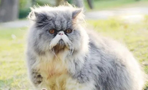 为宠物猫咪护眼心得