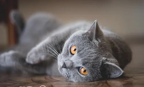 猫咪的牙齿有多少颗