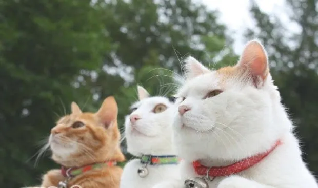 猫咪食物中毒的症状