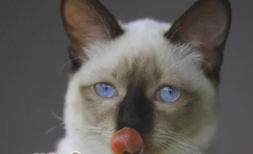 猫咪日常用品要及时清洁消毒