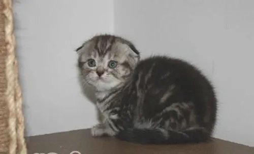 猫嘴巴臭怎么办