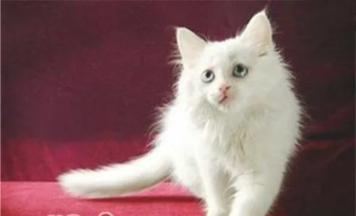 猫有洁癖的原因分析