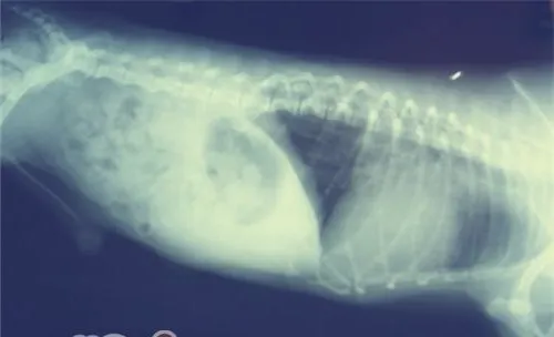 关于宠物的肥胖问题