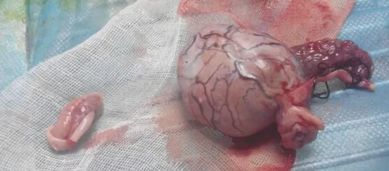 宠物肿瘤常见误区