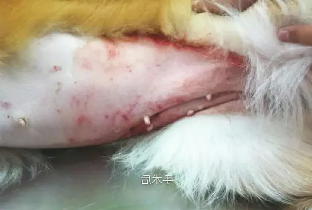  母犬卵巢囊肿导致不孕病例分析