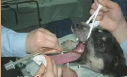 浅谈宠物呼吸麻醉