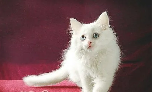猫咪病毒性慢气管炎治疗及护理