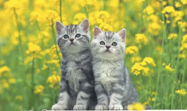 猫咪流口水的常见原因