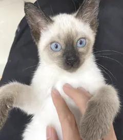 这两种方法教你猫咪耳螨怎么治，亲测有效！