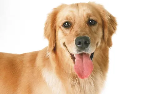 狗狗口腔黏膜及舌头状态说明的一些问题