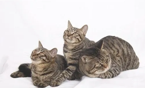 猫横膈膜破裂会引发哪些症状