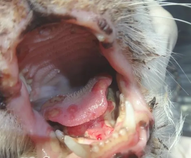 猫口腔溃疡的诊治