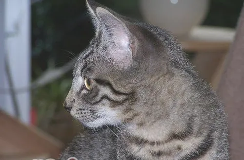 猫咪的眼睛晚上为什么发亮