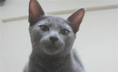 猫咪气胸的治疗方法